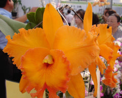 Rlc. Spanish Eyes 'Tian Mu' (Mericlone)