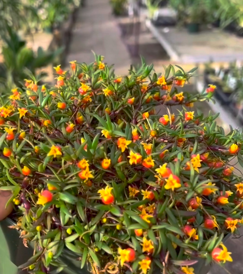 Mediocalcar decoratum (Species From New Guinea)