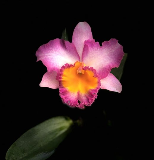 Rlc.Rancho Bariloche  (Rlc.Sunyung Ruby x Rlc.Haadyai Delight) Main image