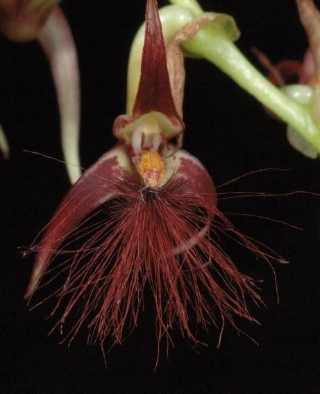 Bulbophyllum barbigerum FLASK Main image