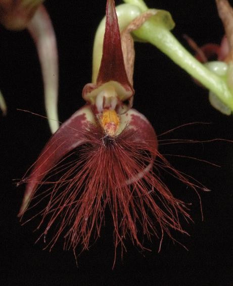 Bulbophyllum barbigerum FLASK