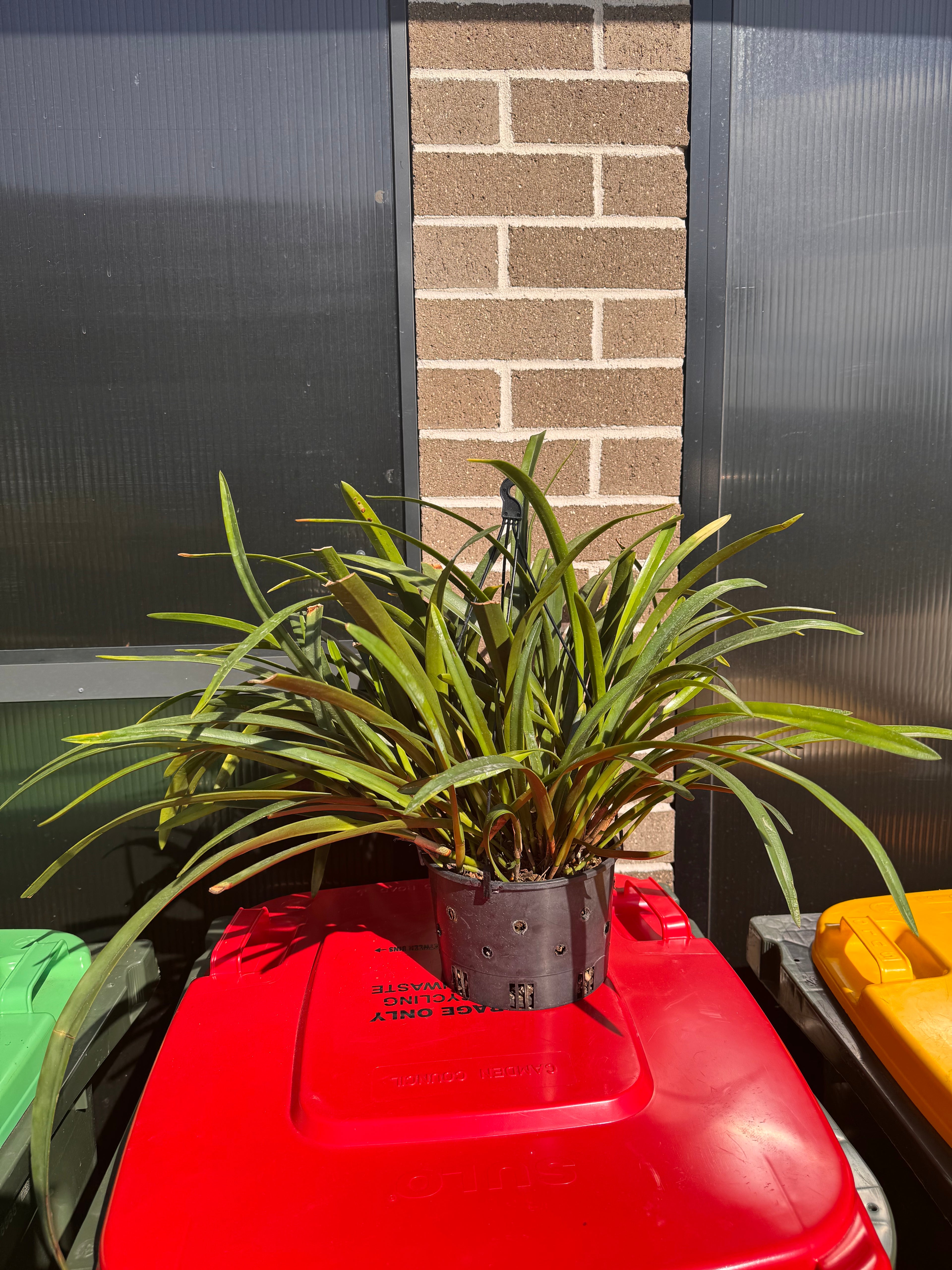 Arpophyllum giganteum (LARGE FLOWERING SIZE PLANT)