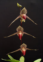 Paphiopedilum rothschildianum ('Wide Spread' x 'King Kong')