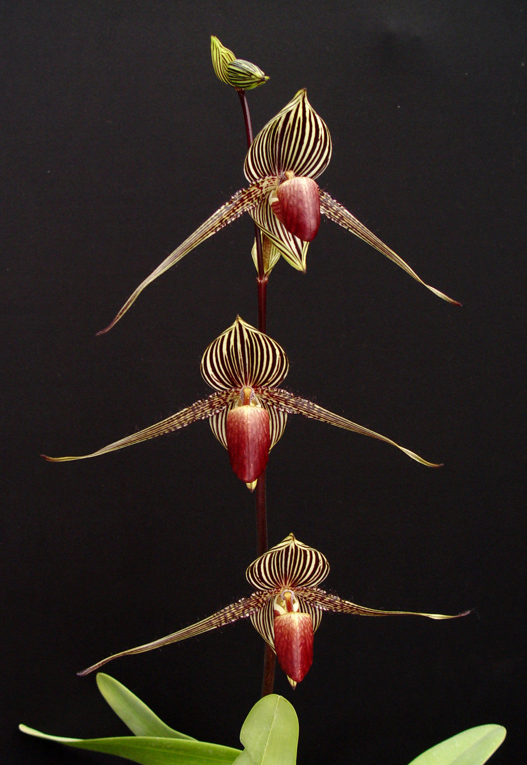 Paphiopedilum rothschildianum ('Wide Spread' x 'King Kong')