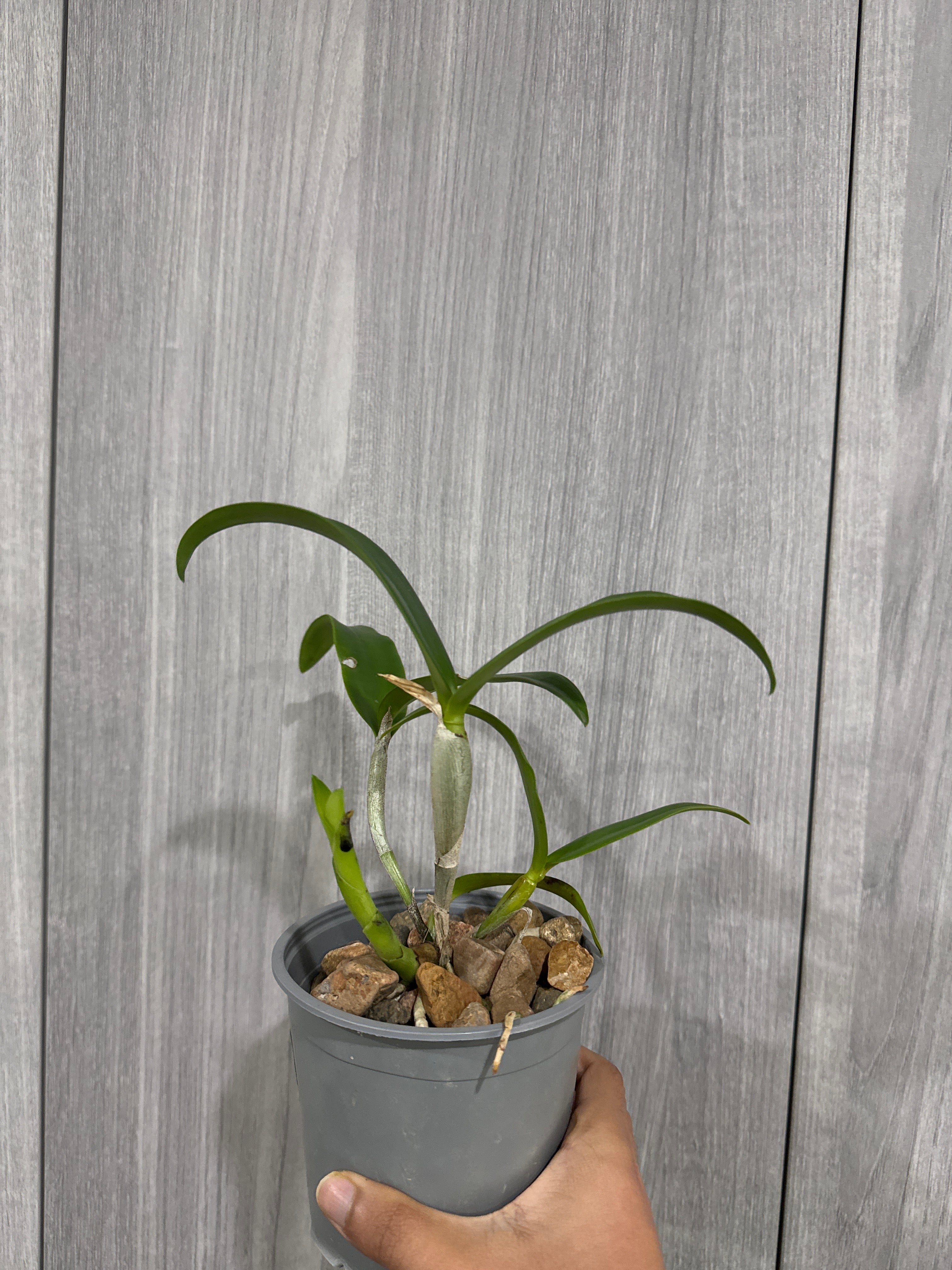 Cattleya Chocolate Drop 'Yellow Chiffon' (Mericlone)