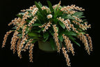 Dendrochilum cootesii ( Highly Fragrant)