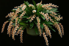 Dendrochilum cootesii ( Highly Fragrant)