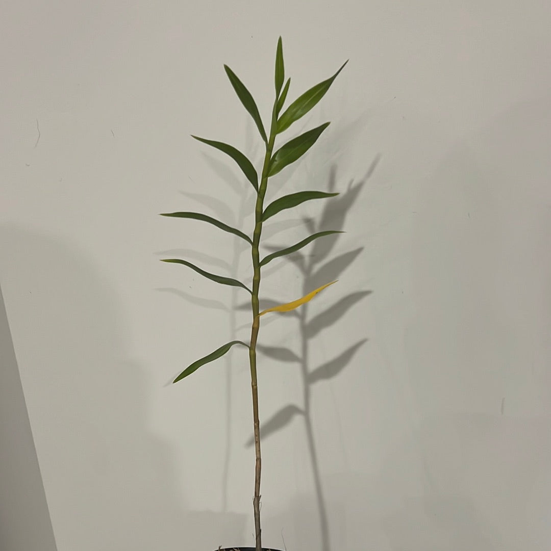 Dendrobium Gowan's Tangello AM/AOC (Dendrobium mohlianum × Dendrobium melinanthum)