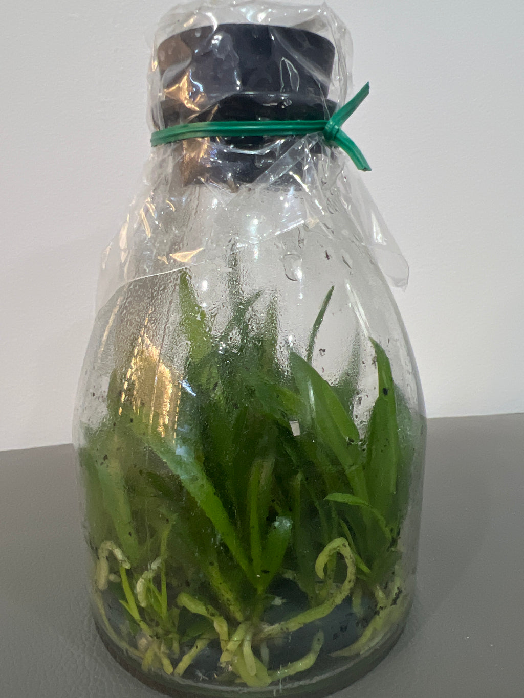 Brougtonia sanguinea (Star Splash x aurea) x sib (Species Flask - Conical) ex Taiwan