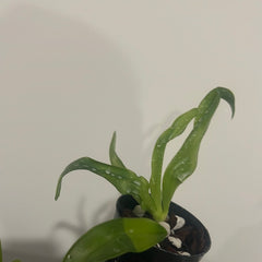 Phalaenopsis Hieroglyphica (Species from Philippines)