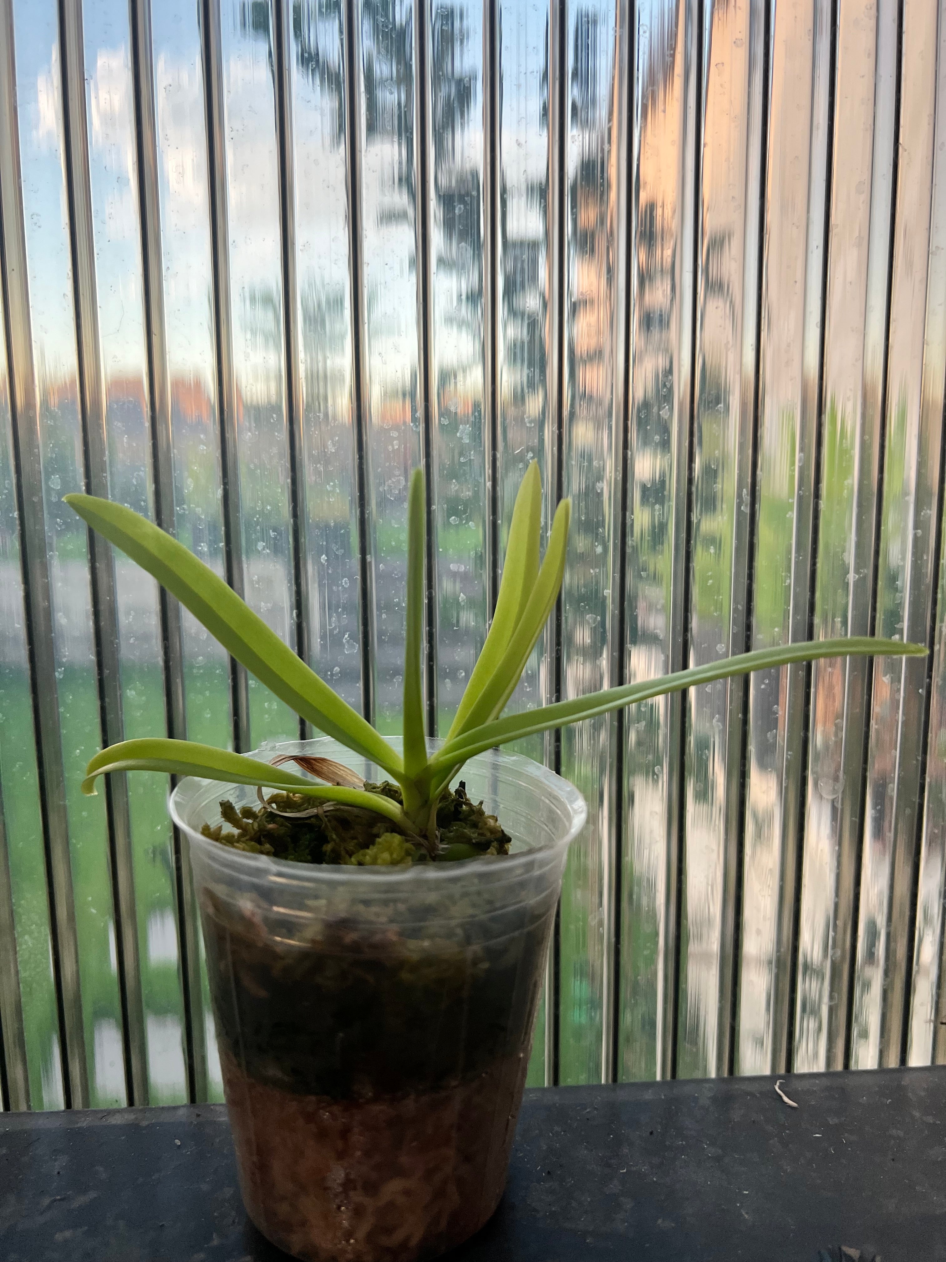 Vanda brunnea (The Light Brown Vanda Species From Thailand)