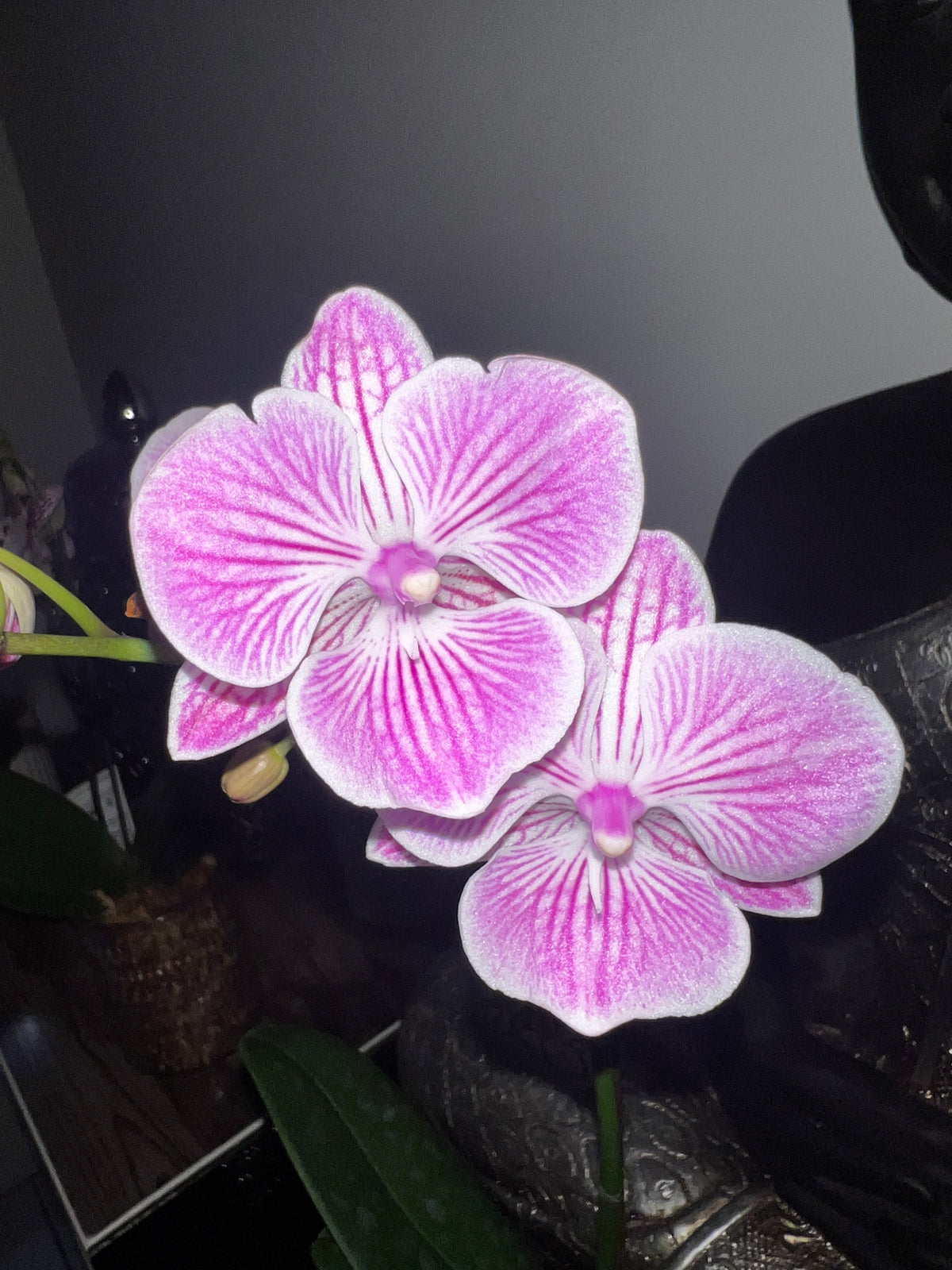 Phalaenopsis Yu Pin Fireworks (In Flower)
