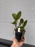 Cattleya Ratsima Spot (Fragrant)