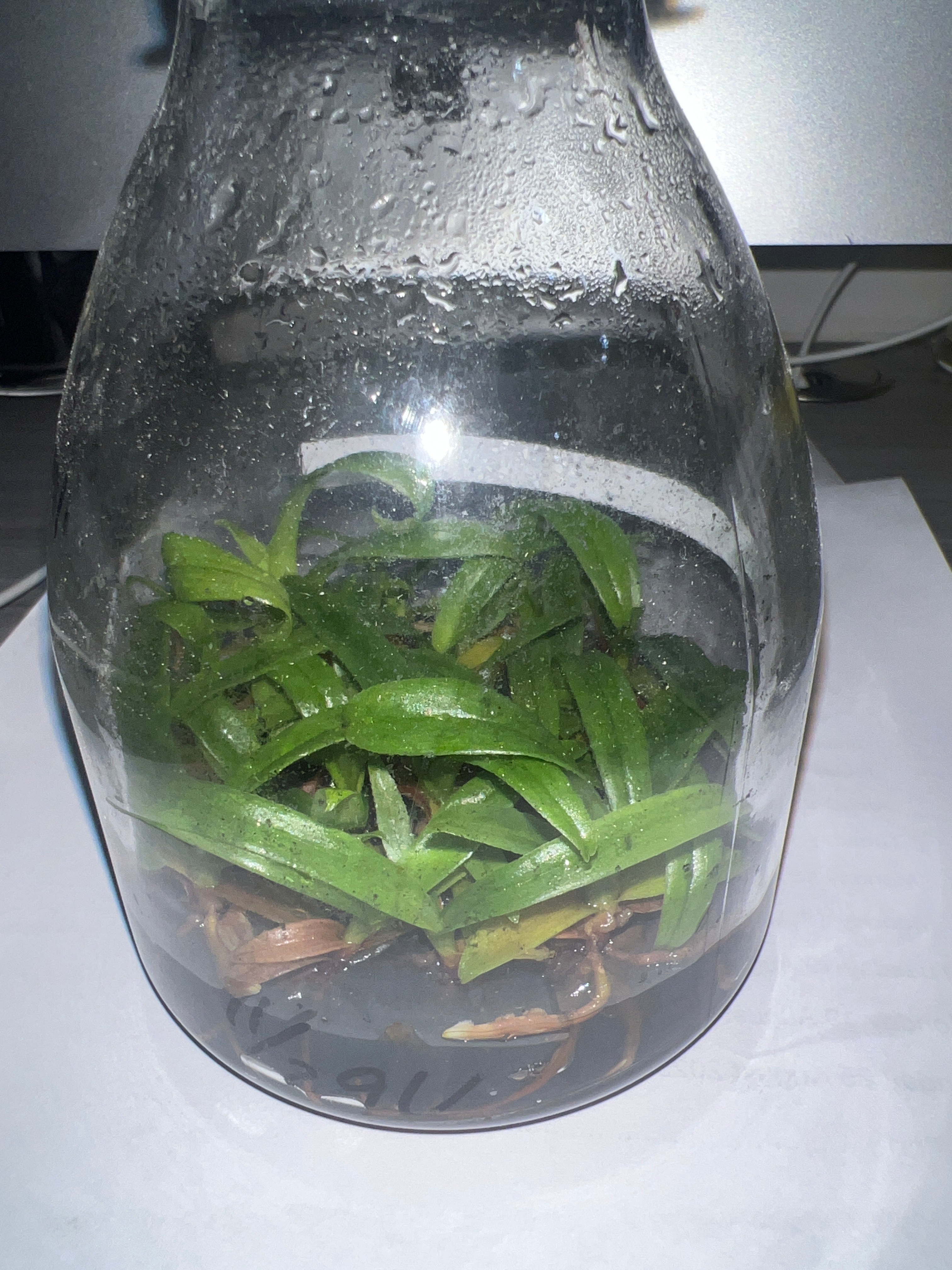 Paph. hirsutissimum var. album (syn. P. esquirolei) (FLASK, ex Taiwan)