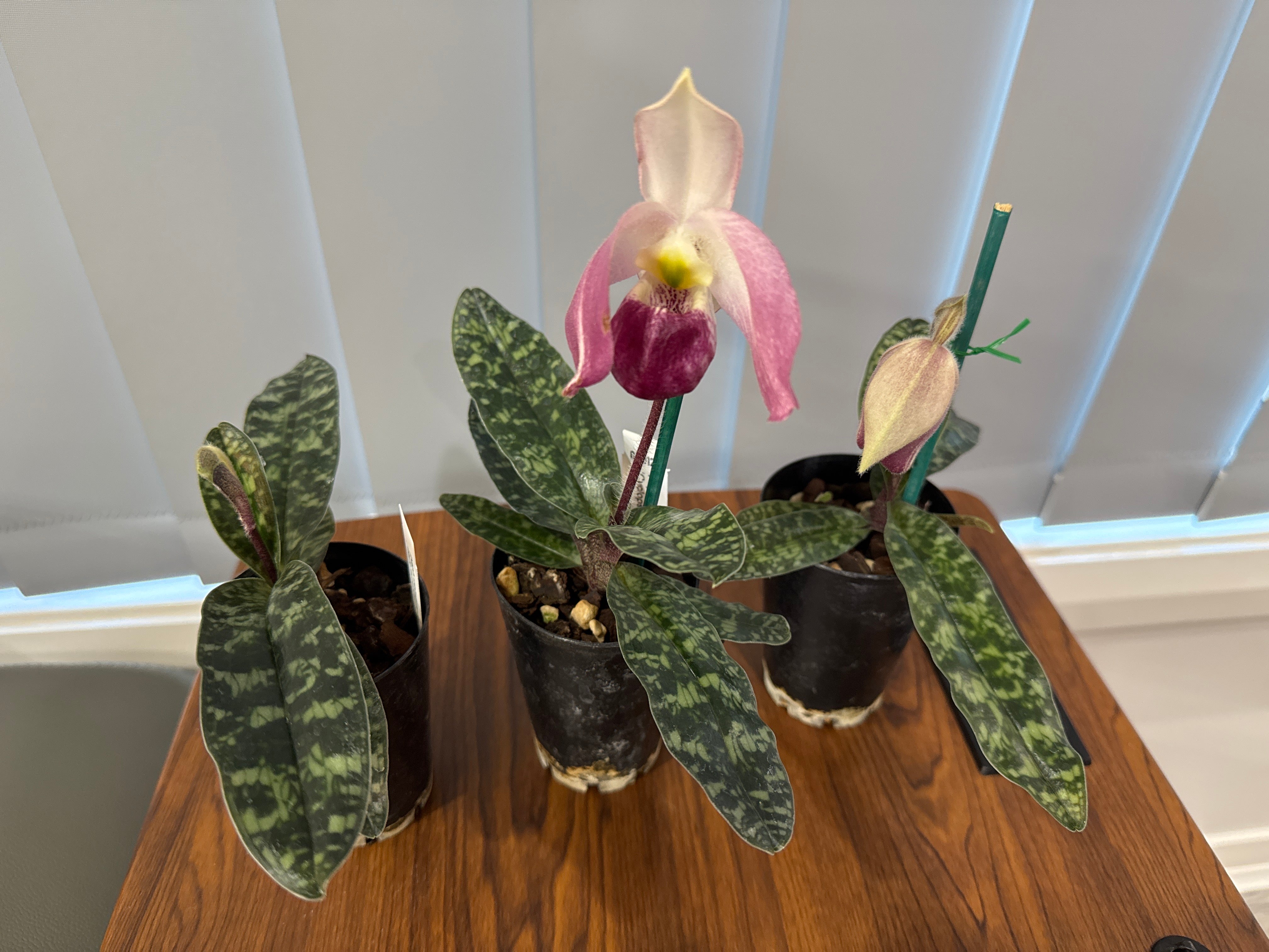 Paphiopedilum vietnamense ('Dark Force' x 'Cyclopse') Secondary image