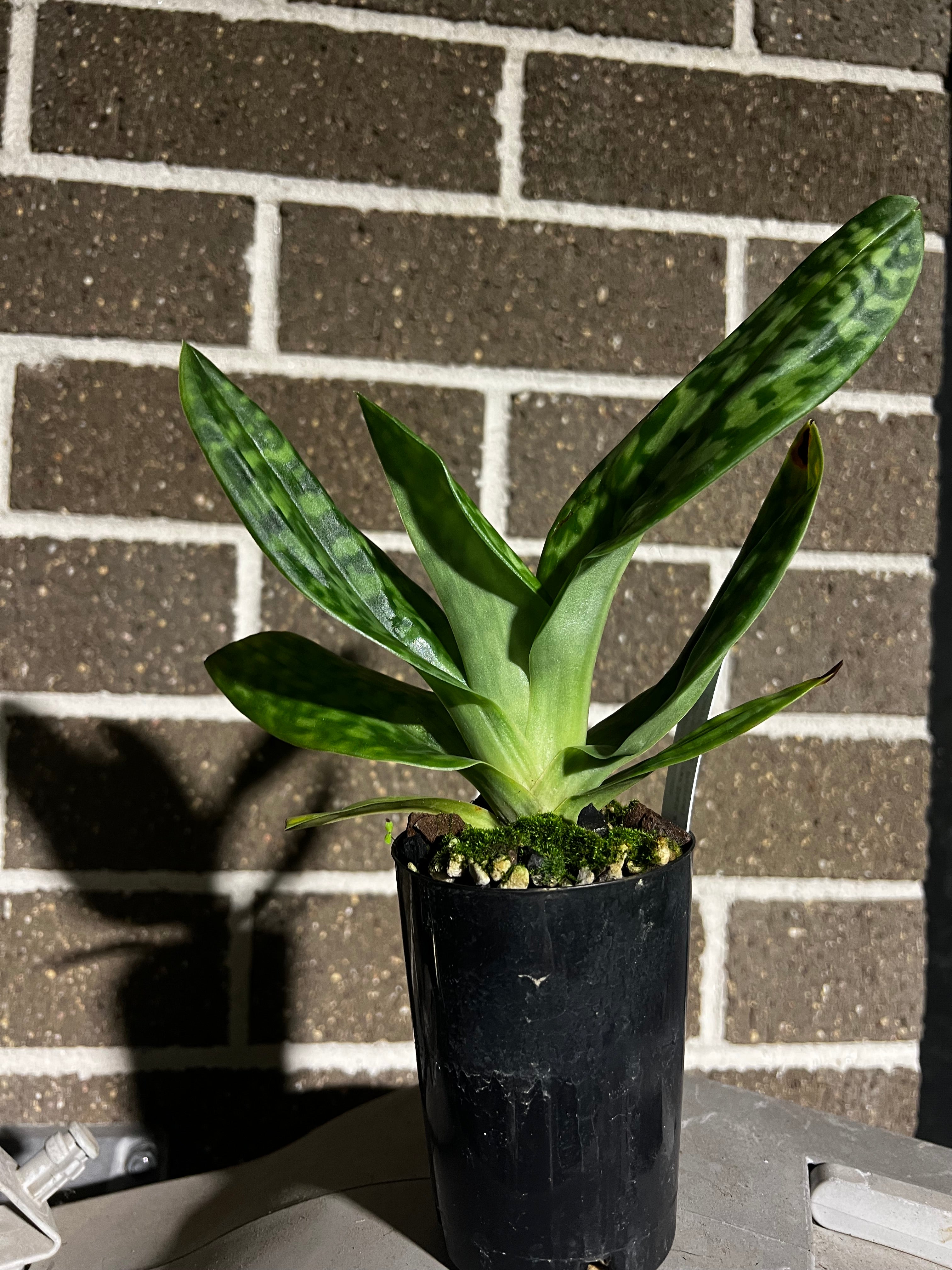 Paphiopedilum Doya Youbeautiful Secondary image