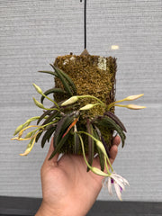 Leptotes bicolor