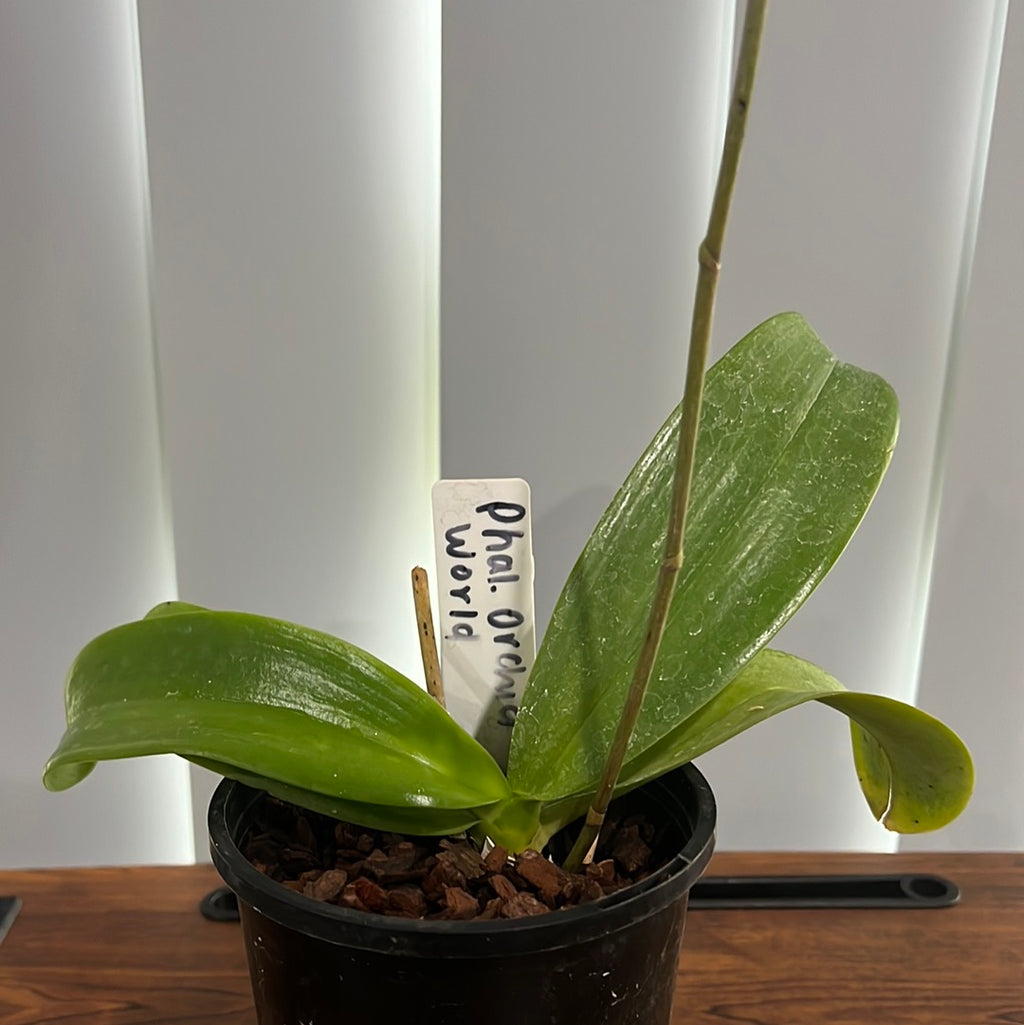 Phalaenopsis Orchid World 'Magnificent' (FLOWERING SIZE)
