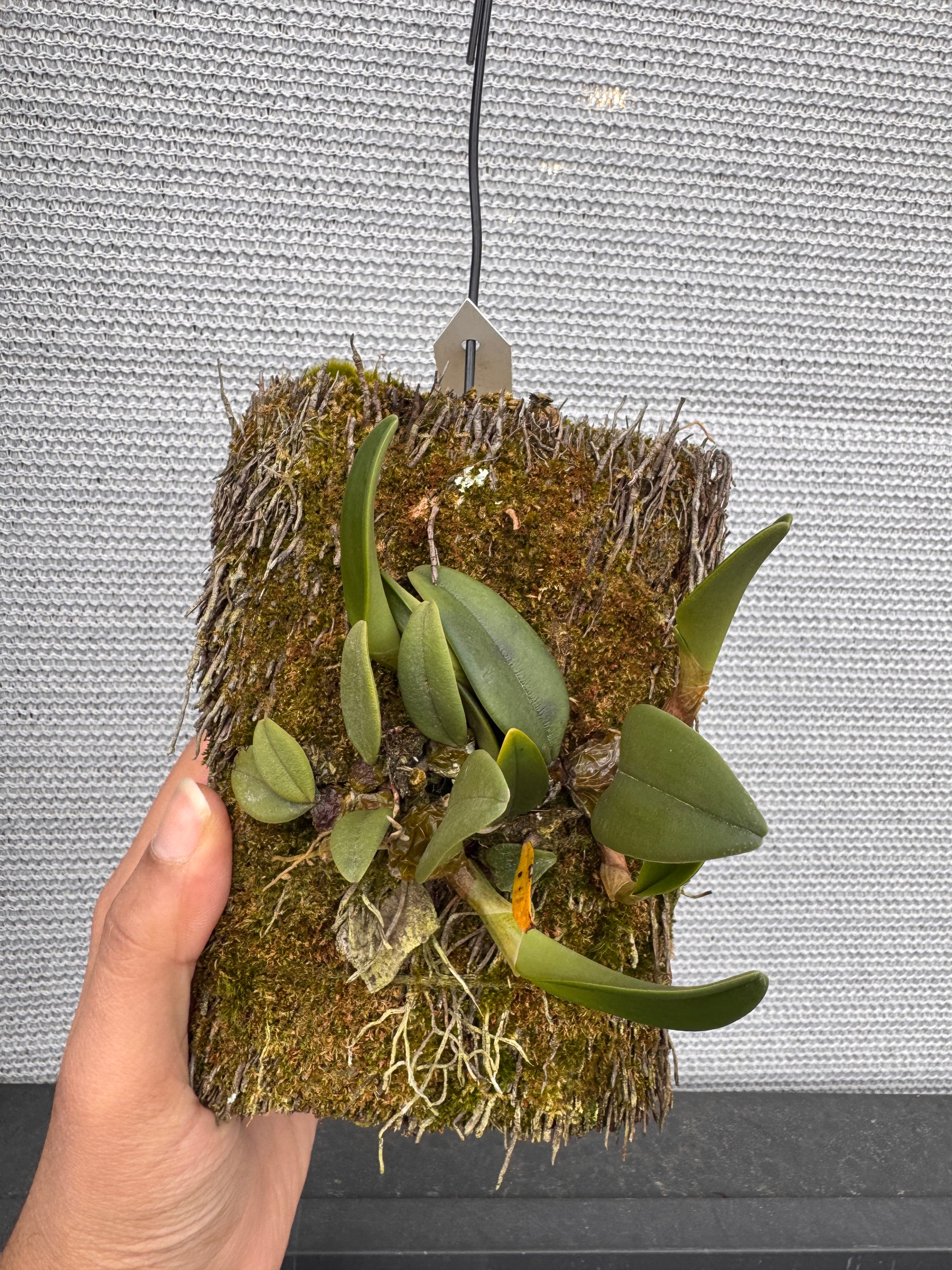 Bulbophyllum Frostii (Fragrant) Secondary image