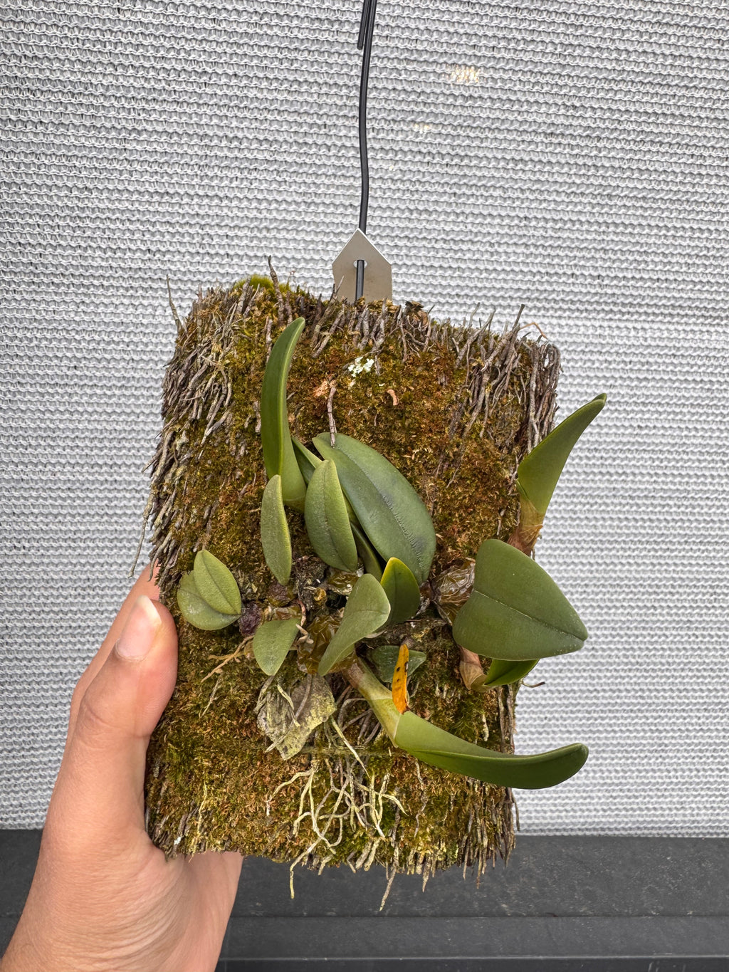 Bulbophyllum Frostii (Fragrant)