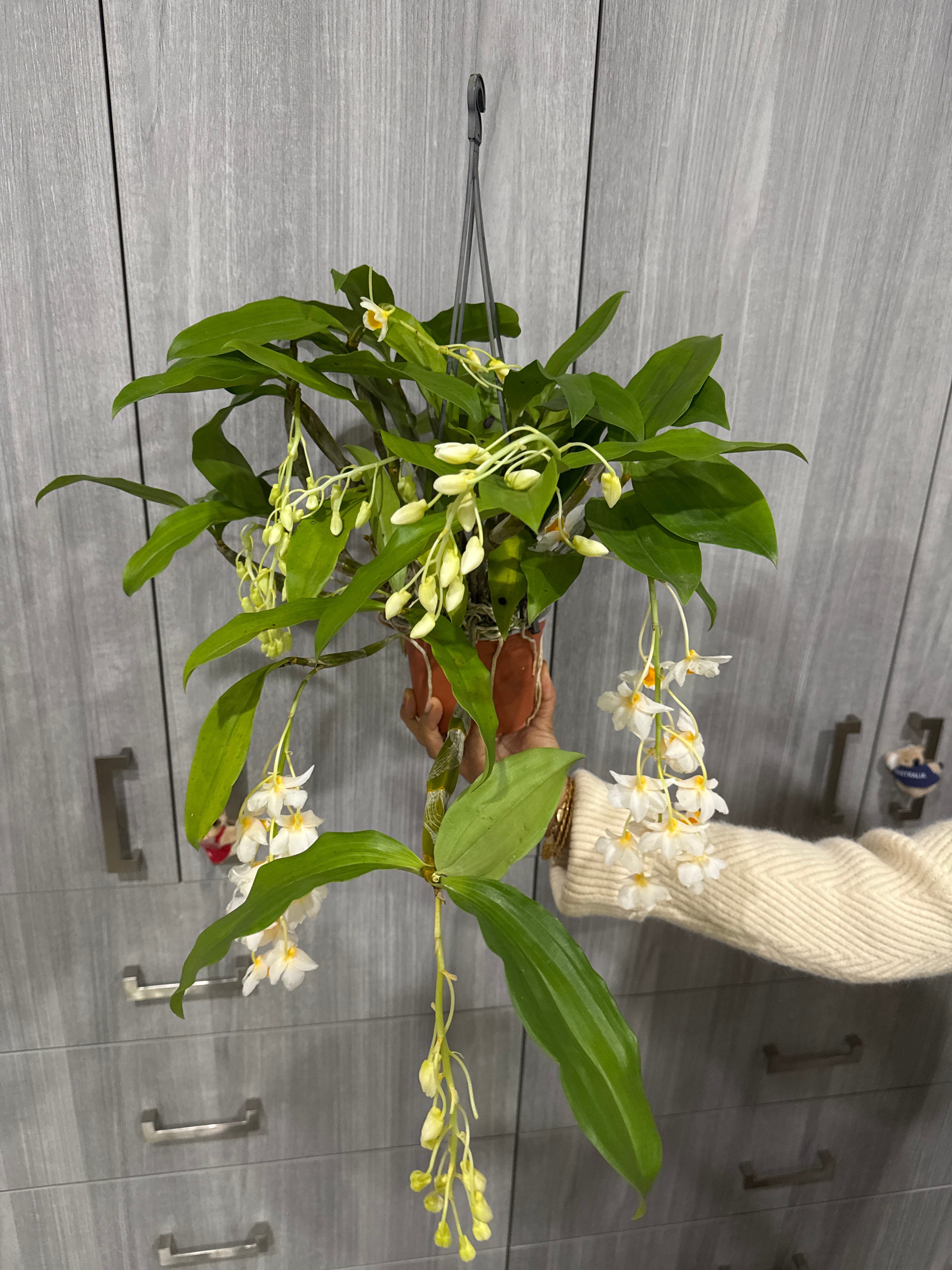 Dendrobium Farmeri 'White' (In Flowers Now) Secondary image