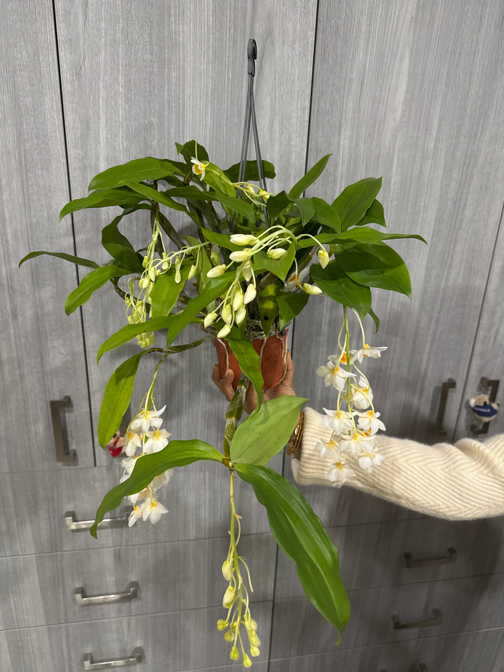 Dendrobium Farmeri 'White' (In Flowers Now)