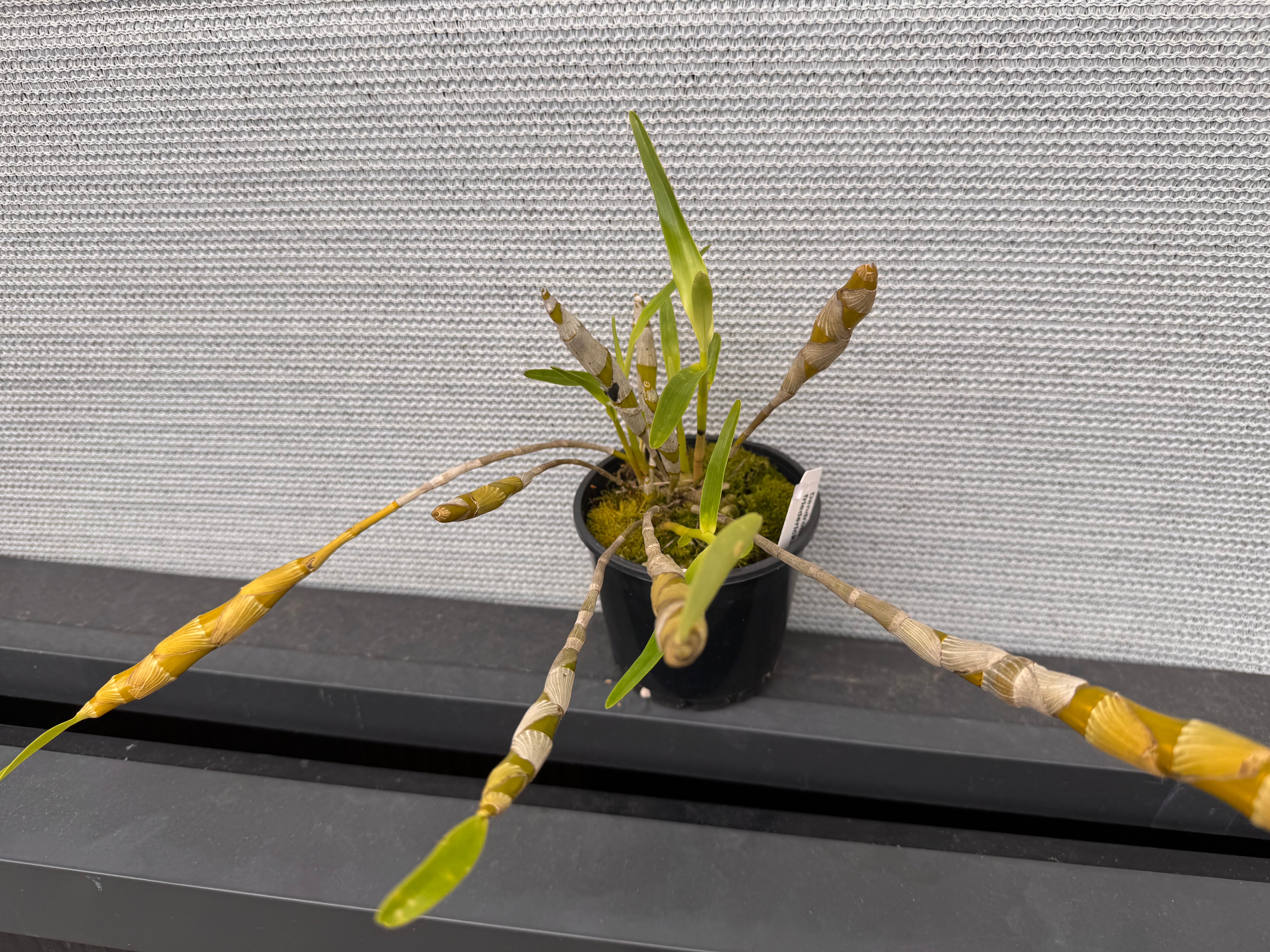 Dendrobium friedericksianum (Species) Secondary image