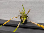 Dendrobium friedericksianum (Species)