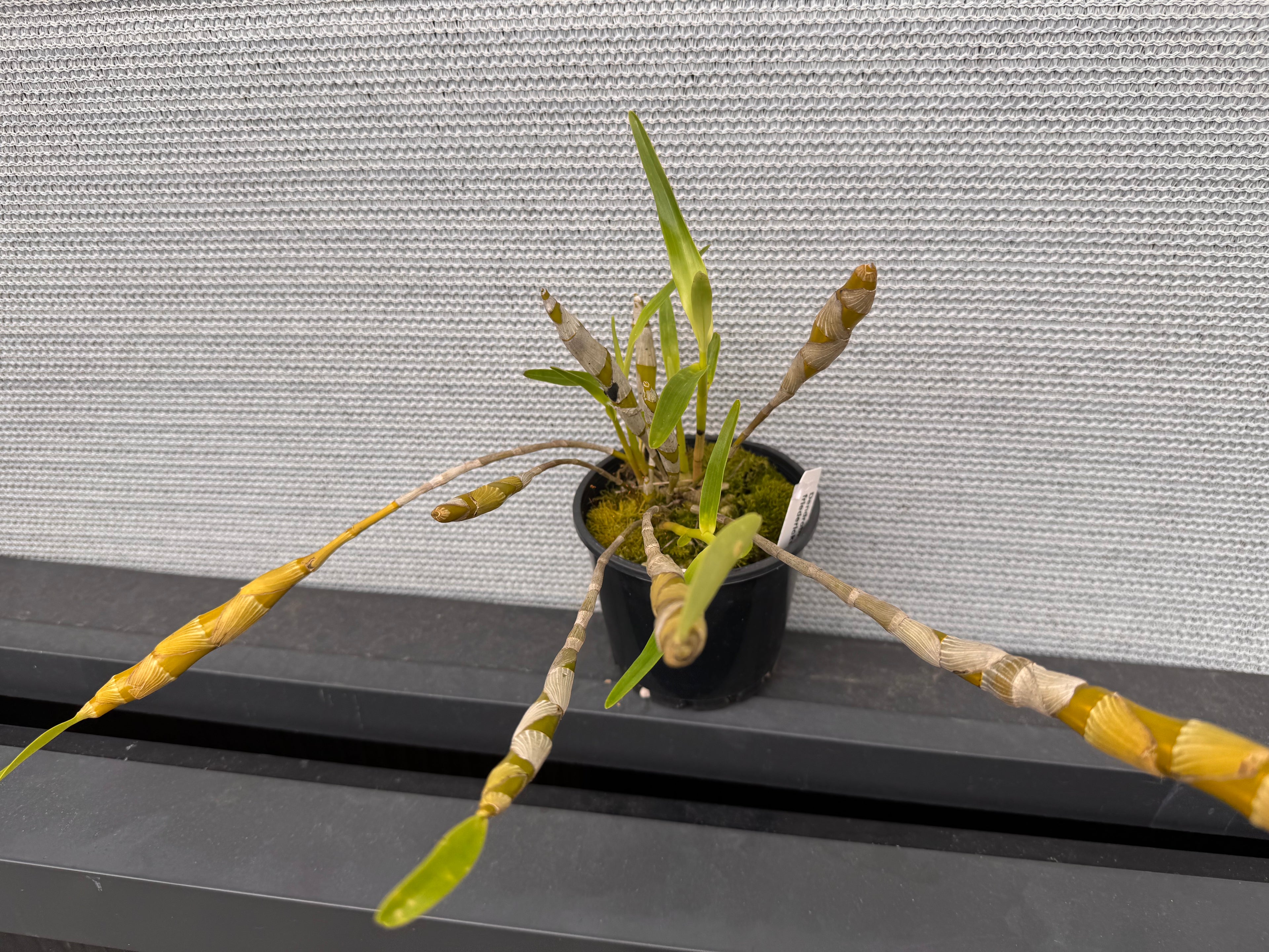 Dendrobium friedericksianum (Species)