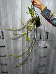 Dendrobium (pendulum 'Black Eyes' X wardianum) Flowering, In Buds