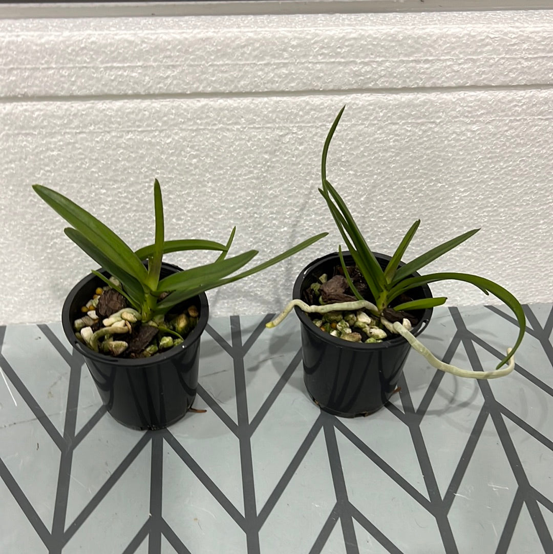 Vanda Mimi Palmer x Vanda tessellata