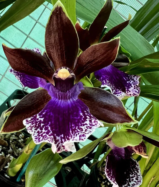 Zygopetalum Debbie De Mellow 'Honolulu Bay'