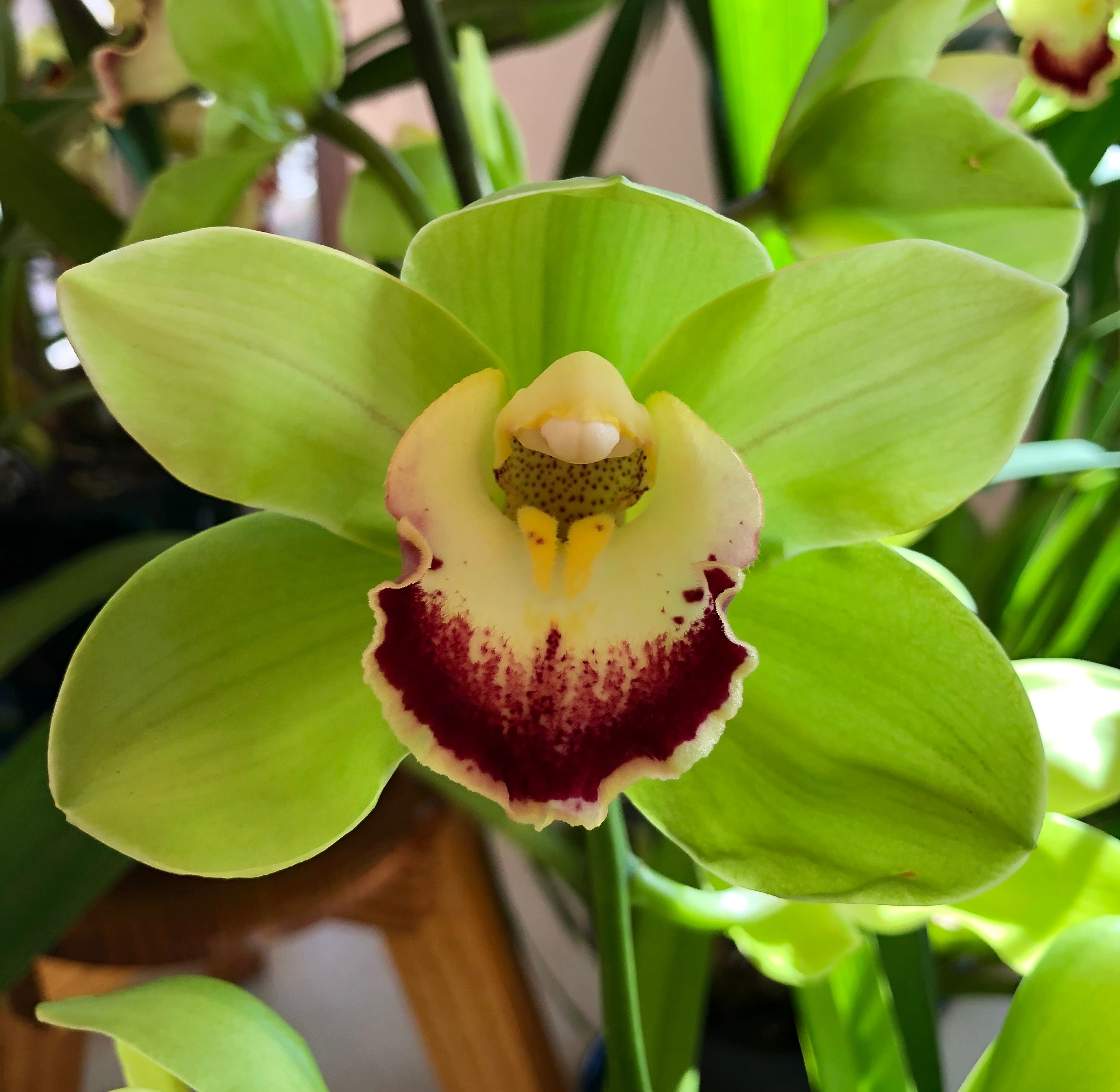 Cymbidium Granny Smith Main image