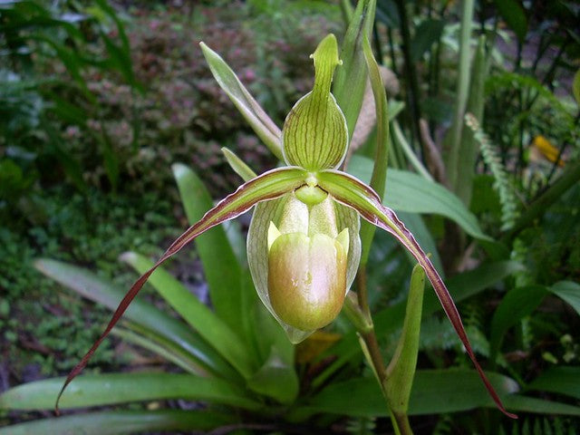 Phragmipedium longifolium