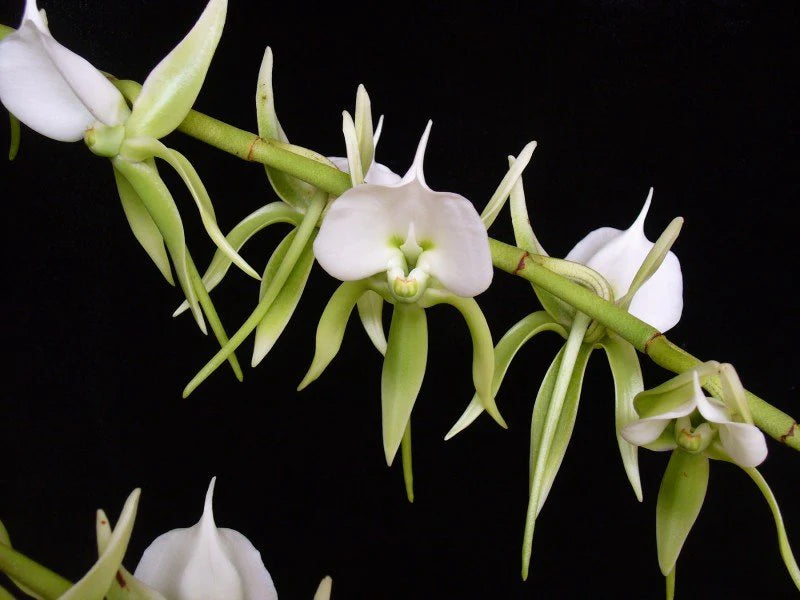 Angraecum Eburneum (Fragrant Species) Big Mature Size Main image