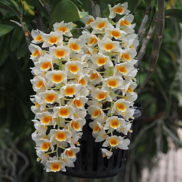 Dendrobium Farmeri 'White' (In Flowers Now)