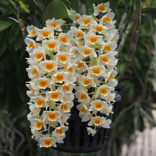 Dendrobium Farmeri 'White'