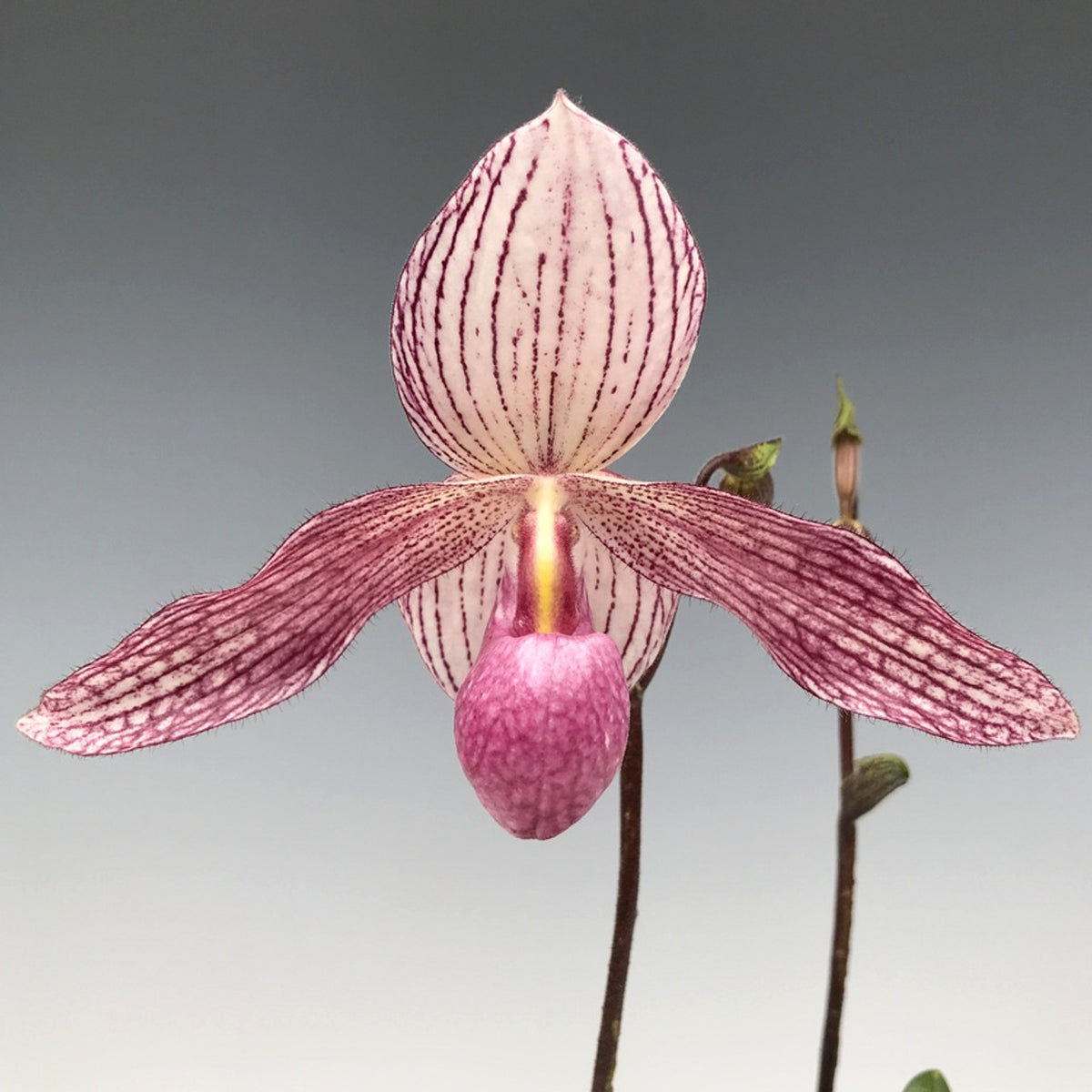 Paph. Delrosi (delenatii var. dunkel x rothschildianum)