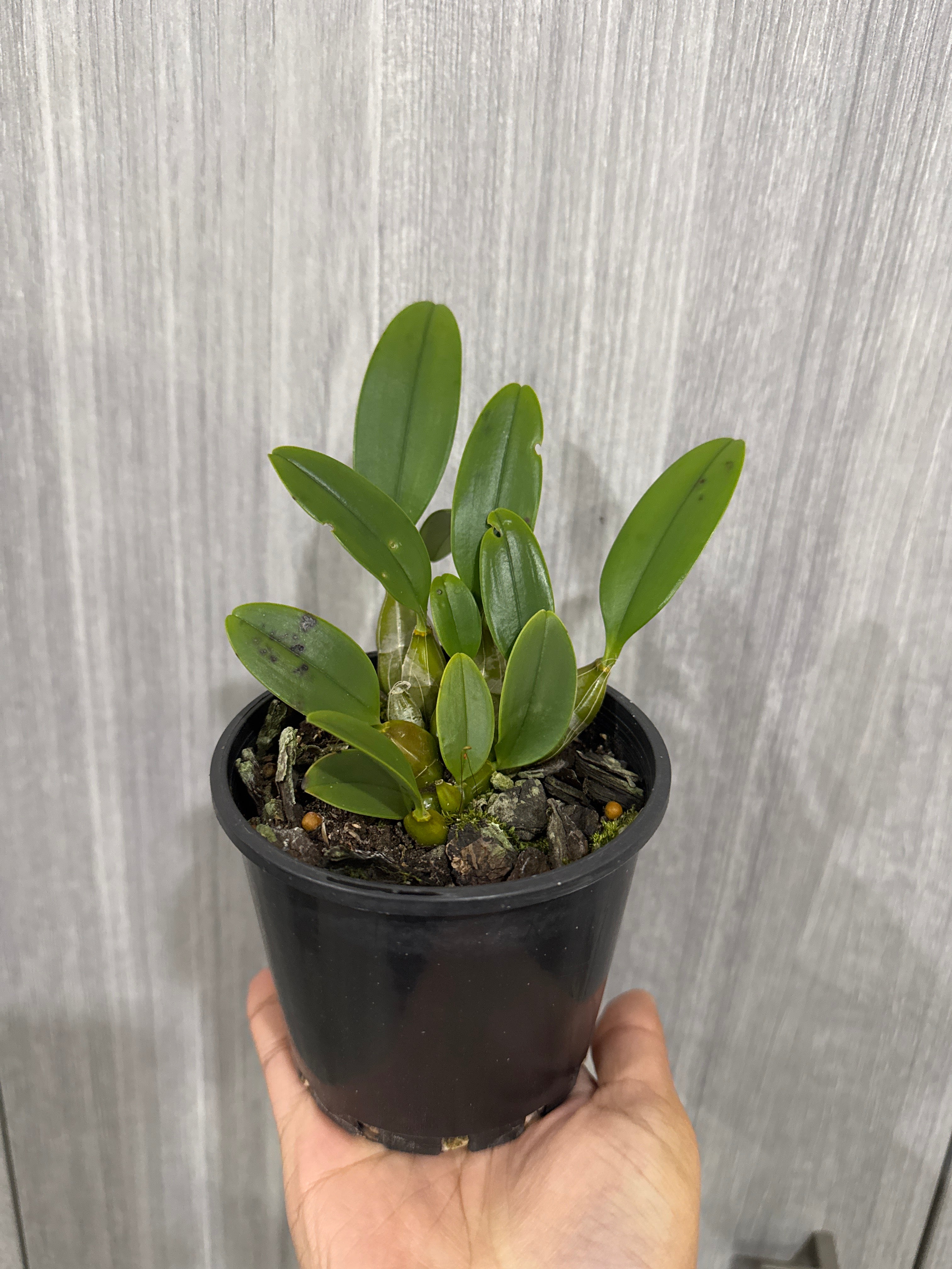 Dendrobium aggregatum (syn. lindleyi) Secondary image