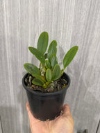 Dendrobium aggregatum (syn. lindleyi)