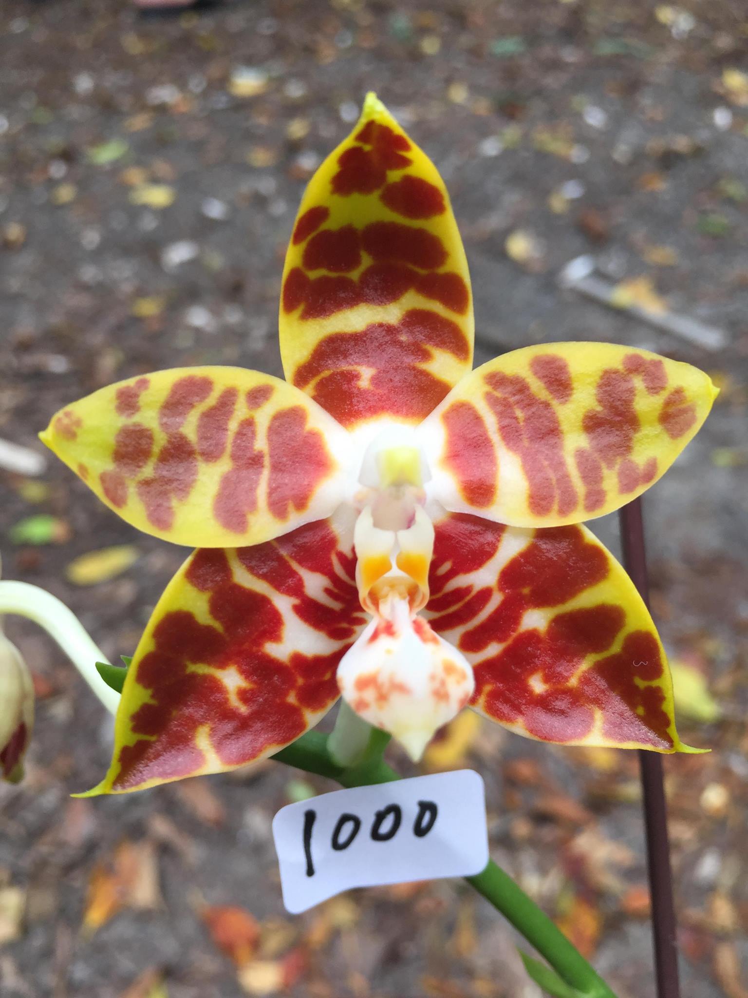 Phalaenopsis amboinensis (MC - Species from Philippines) Main image