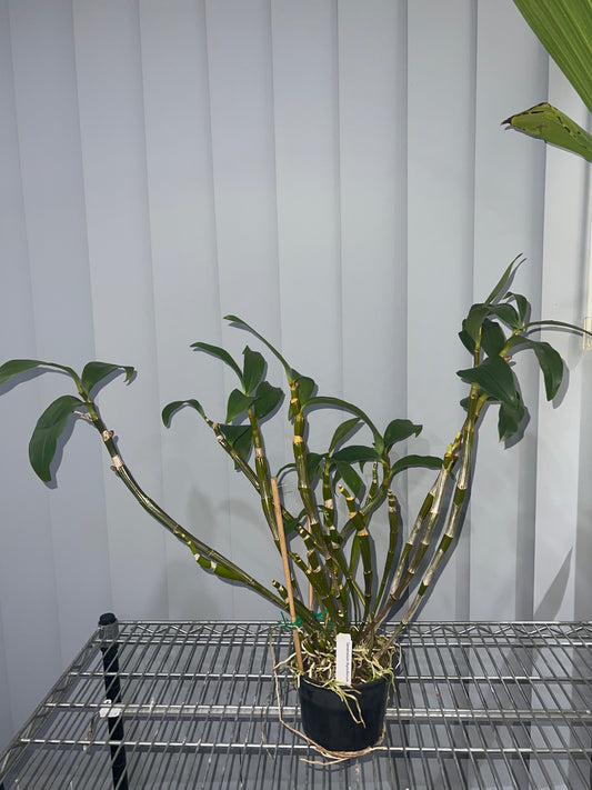 Dendrobium thyrsiflorum (In buds, Flowering - Indian Species)