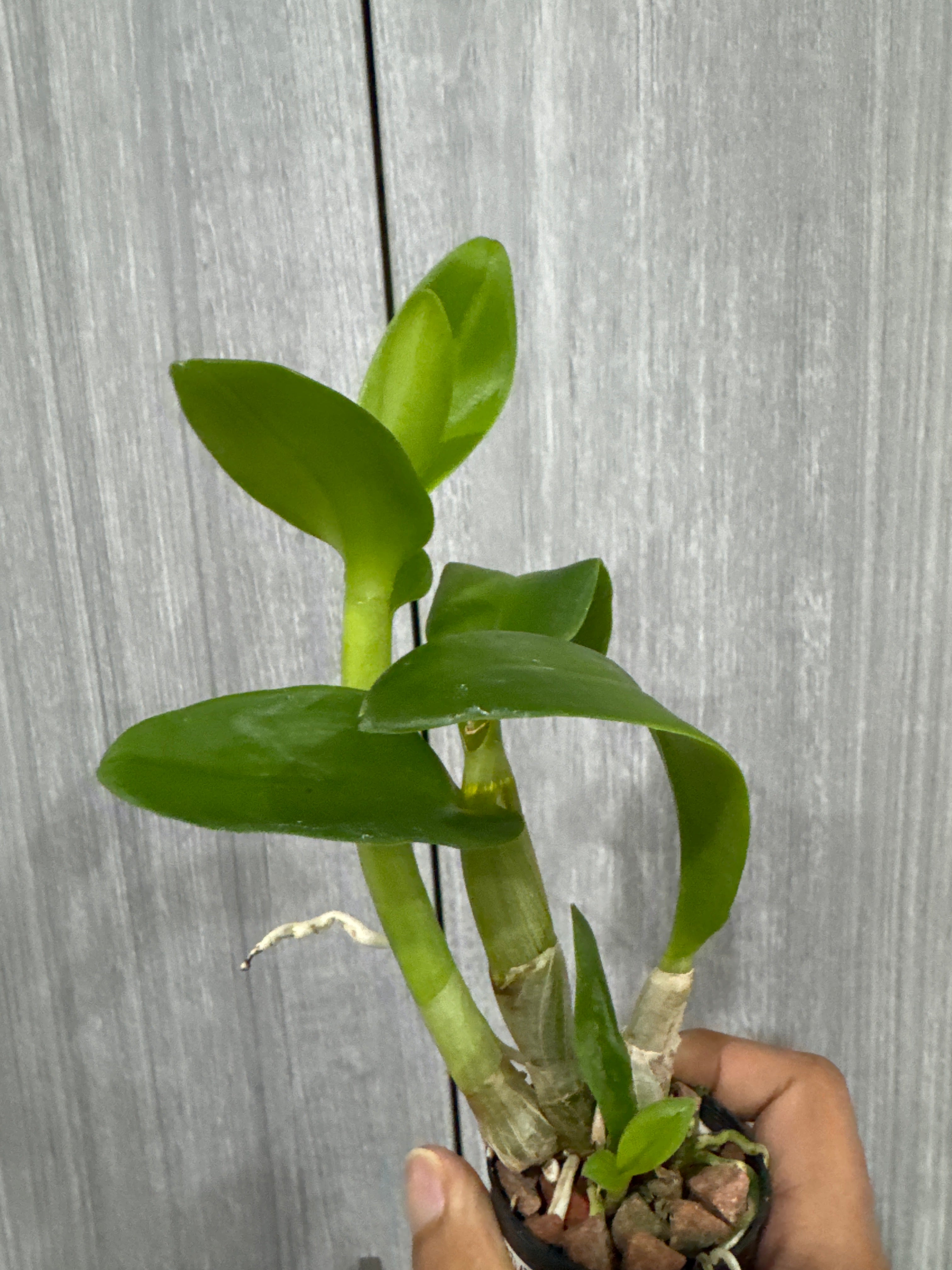 Dendrobium Aridang Blue
