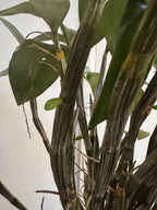 Dendrobium farmeri fma. petaloid alba (LARGE FLOWERING SPECIMEN)