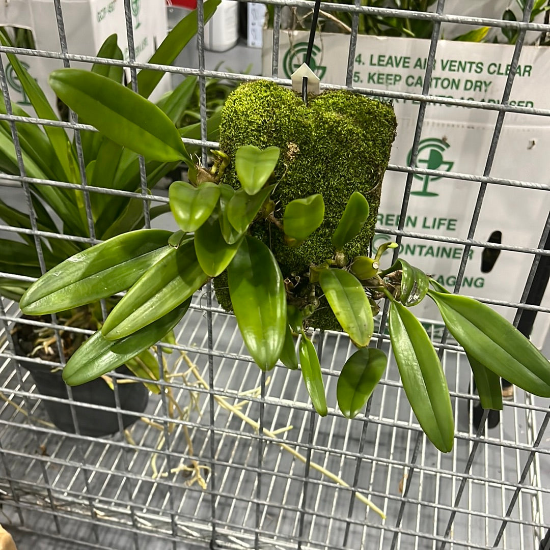 Bulbophyllum lepidum (FKA Bulbophyllum flabellovernis) Secondary image