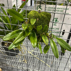 Bulbophyllum lepidum (FKA Bulbophyllum flabellovernis)