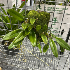 Bulbophyllum lepidum (FKA Bulbophyllum flabellovernis)
