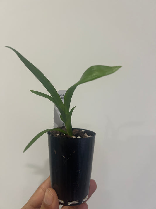 Cymbidium sinense Da Mo (Shi Gong) 達摩(十公) (RARE SPECIES)