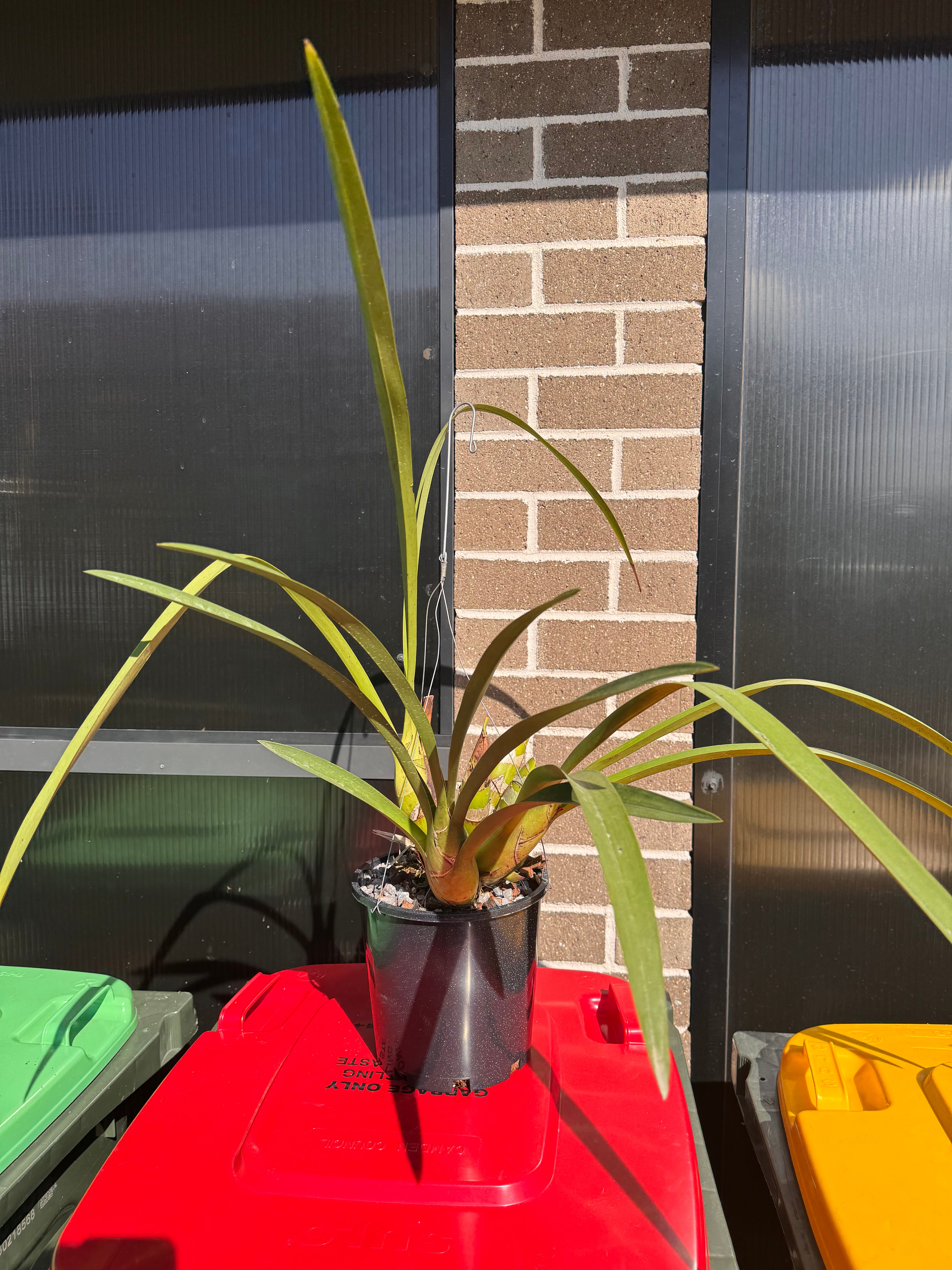Cymbidium Little Black Sambo (LARGE FLOWERING SIZE PLANT) Secondary image