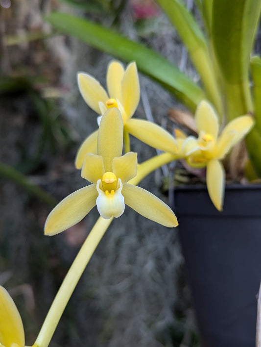 Cym. Hanalei 'Thepsathid' alba